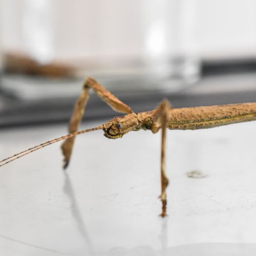 Vente d'oeufs de phasme bâton #0