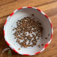 Vente d'oeufs de phasme bâton #1