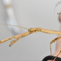 Vente d'oeufs de phasme bâton