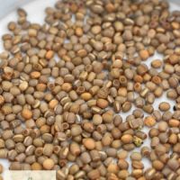 Vente d'oeufs de hermagoras cultratolobatus #2