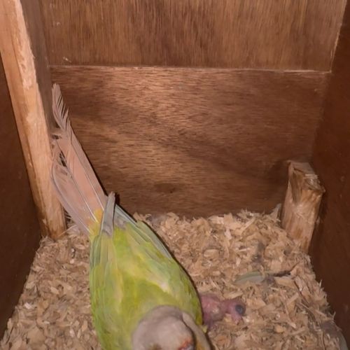 Couple de conure molinae 2024 #0