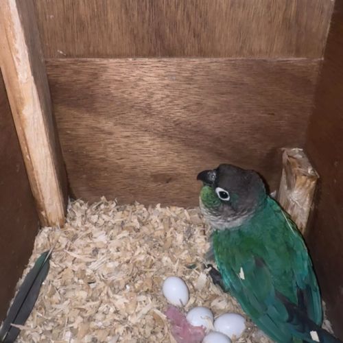 Couple de conure molinae 2024 #2