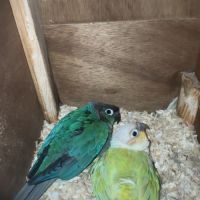 Couple de conure molinae 2024 #3