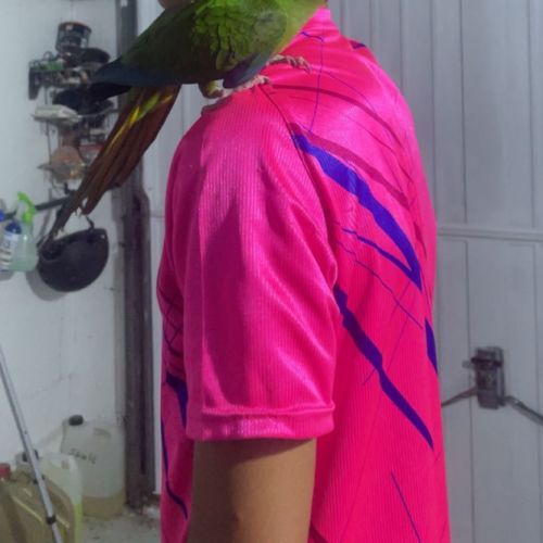 Ara à collier jaune #2