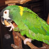 Ara à collier jaune #0