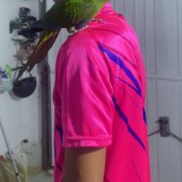 Ara à collier jaune #2