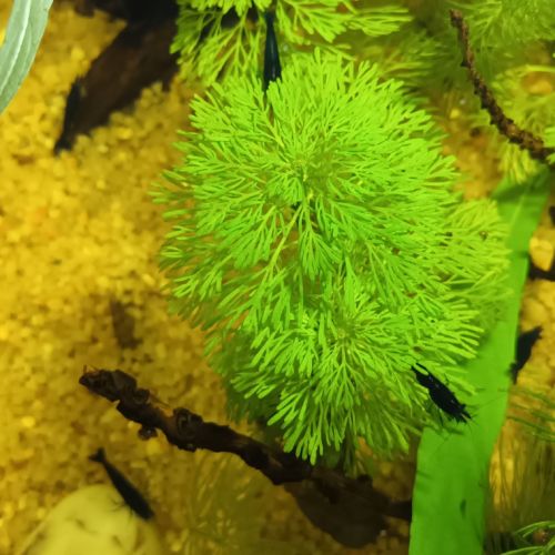 Crevettes blue velvet #1