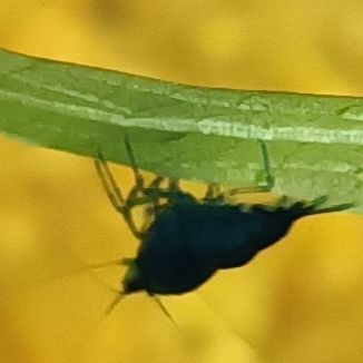 Crevettes blue velvet #3