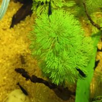 Crevettes blue velvet #1