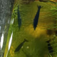 Crevettes blue velvet