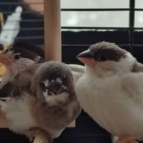 3 moineaux du japon #2