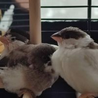 3 moineaux du japon #1