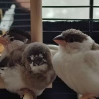 3 moineaux du japon #2