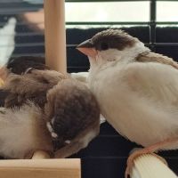 3 moineaux du japon #0