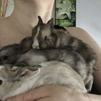 Adorable lapereau nain angora pure race 🐰♥️ #2