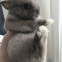 Adorable lapereau nain angora pure race 🐰♥️