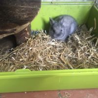 Adorable lapereau nain angora pure race 🐰♥️ #4