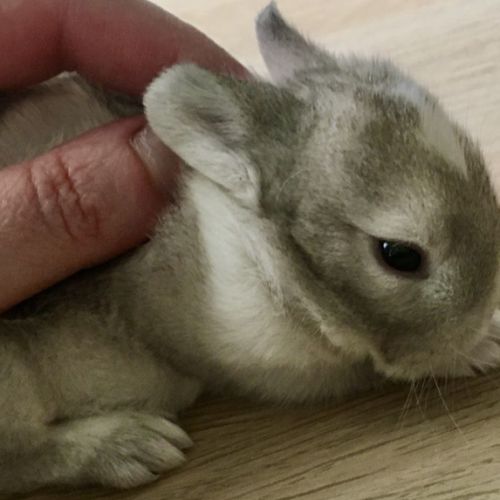 Magnifique lapereau nain angora 🌼🐰 #1