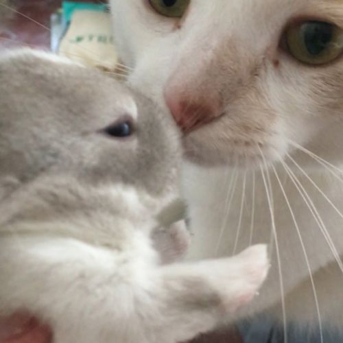 Magnifique lapereau nain angora 🌼🐰 #2