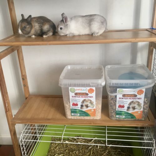 Magnifique lapereau nain angora 🌼🐰 #3