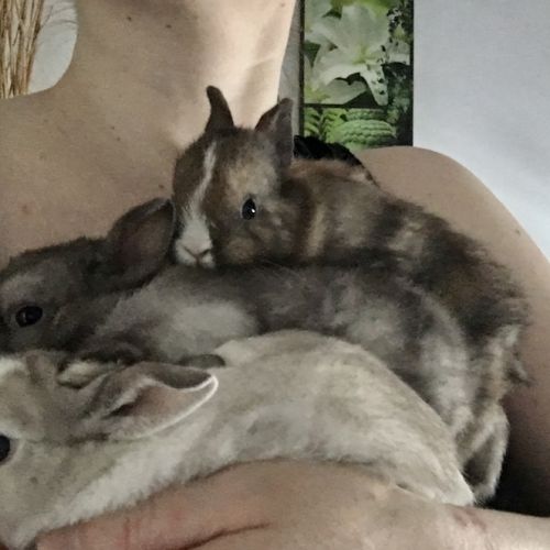 Magnifique lapereau nain angora 🌼🐰 #4