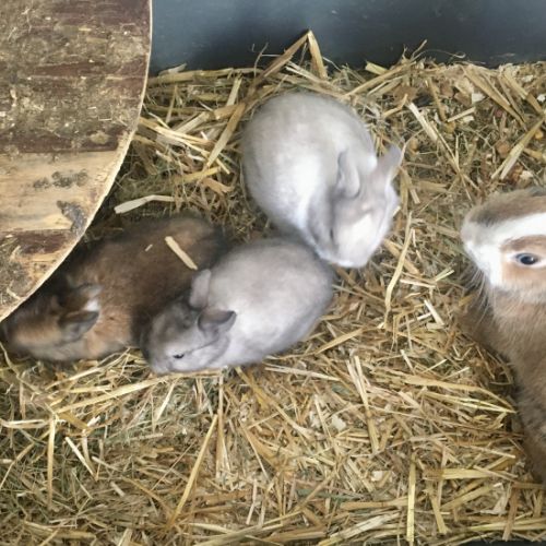 Magnifique lapereau nain angora 🌼🐰 #7