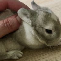 Magnifique lapereau nain angora 🌼🐰 #1
