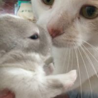 Magnifique lapereau nain angora 🌼🐰 #2