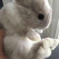 Magnifique lapereau nain angora 🌼🐰