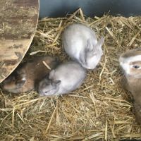 Magnifique lapereau nain angora 🌼🐰 #7