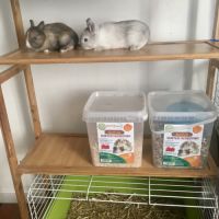 Sublime lapereau nain angora 🐰☀️ #1