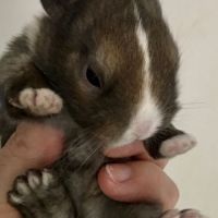 Sublime lapereau nain angora 🐰☀️ #3