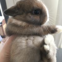 Sublime lapereau nain angora 🐰☀️