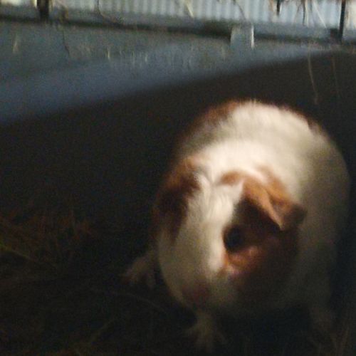 Cochon d'inde géant #1