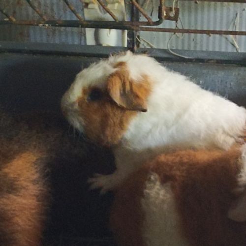 Cochon d'inde géant #2