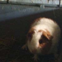 Cochon d'inde géant #1