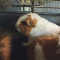 Cochon d'inde géant #2