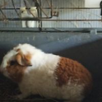 Cochon d'inde géant #0