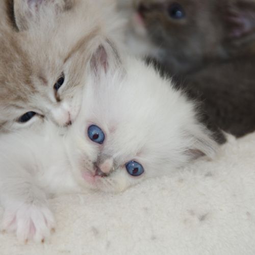 Chatons ragdoll à réserver #1