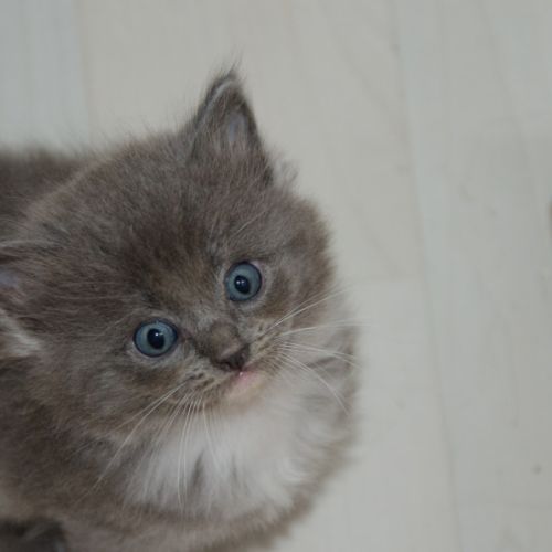 Chatons ragdoll à réserver #3