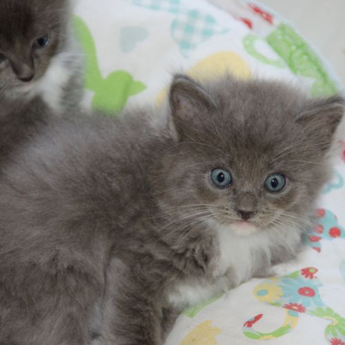 Chatons ragdoll à réserver #4