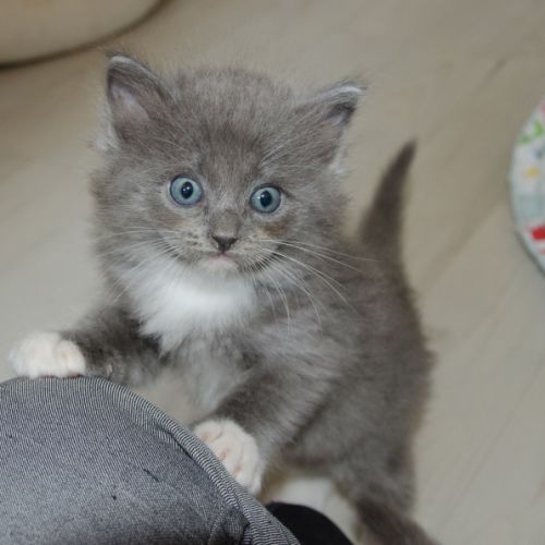 Chatons ragdoll à réserver #5