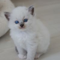 Chatons ragdoll à réserver