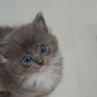 Chatons ragdoll à réserver #3