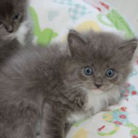 Chatons ragdoll à réserver #4