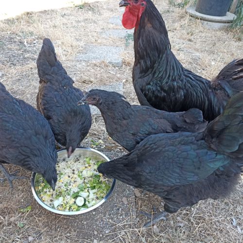 Brahma, orpington, géante de jersey #1