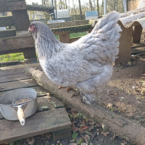 Brahma, orpington, géante de jersey #2