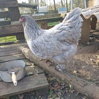 Brahma, orpington, géante de jersey #2