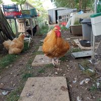 Brahma, orpington, géante de jersey