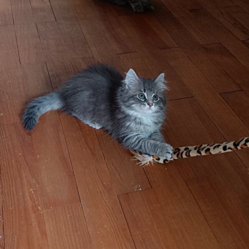 Chatons sibérien hypoallergénique loof #2